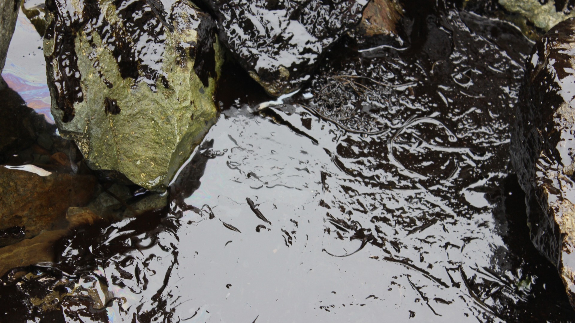 Росприроднадзор обнаружил три канавы с нефтеотходами в лесу под Дзержинском