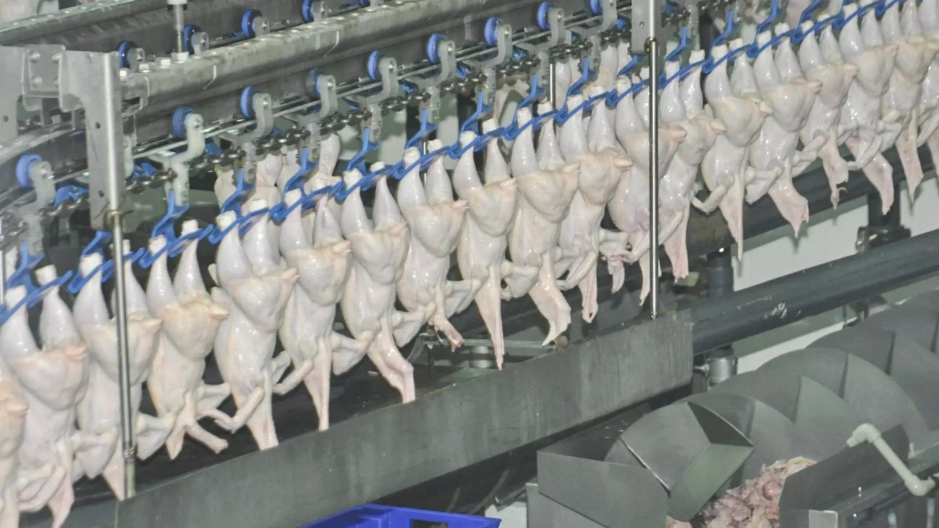 Куриное мясо подорожало на 50,7% в Нижегородской области