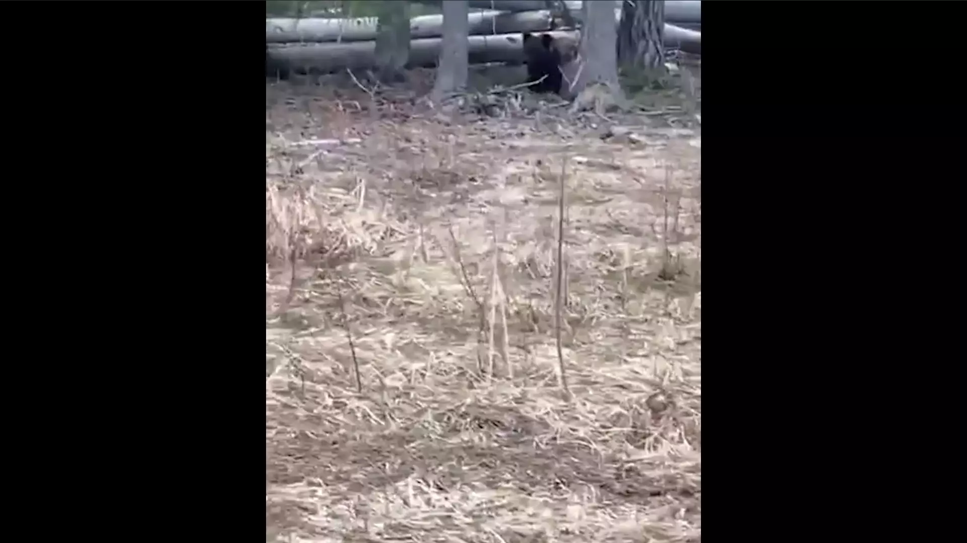 Медвежата вышли к людям в Нижегородской области