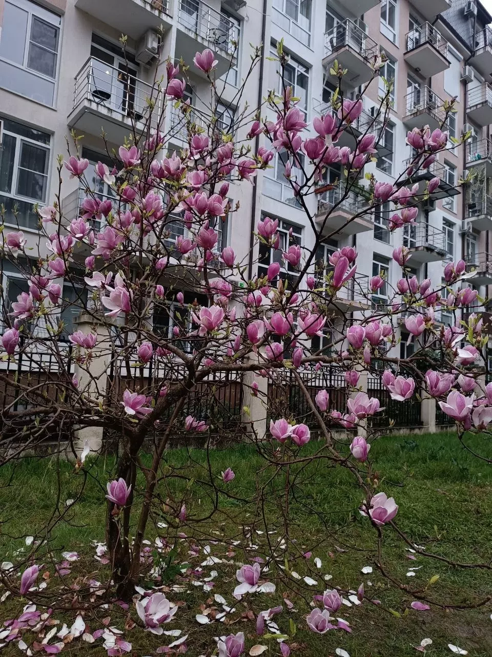 В марте в Сочи цветут магнолии
