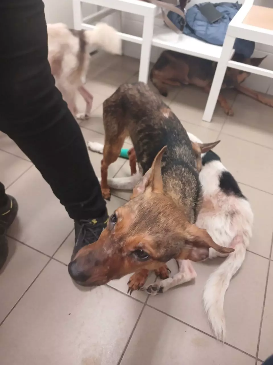 Женщина выбросила из окна дома четырех собак в Дзержинске