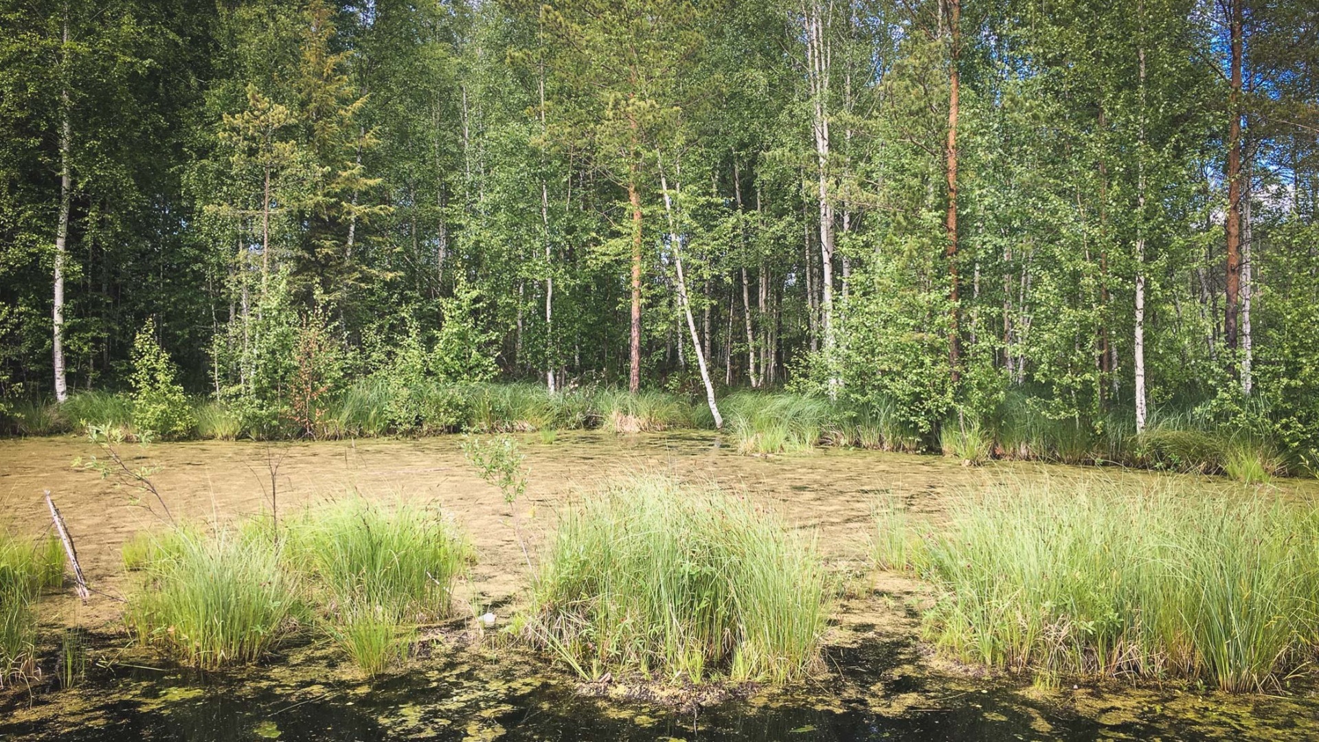 Предприятие загрязняет болото в Нижегородской области 