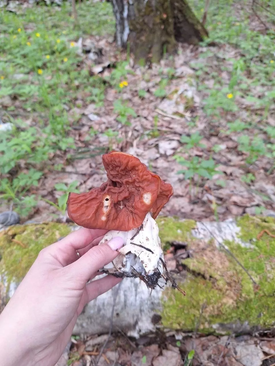 Редкий вид грибов нашла нижегородка