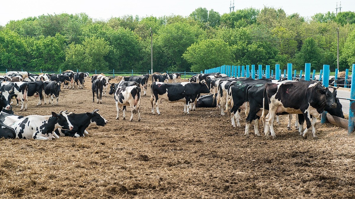 Молочно-товарный комплекс на три тысячи голов построят в Городецком округе
