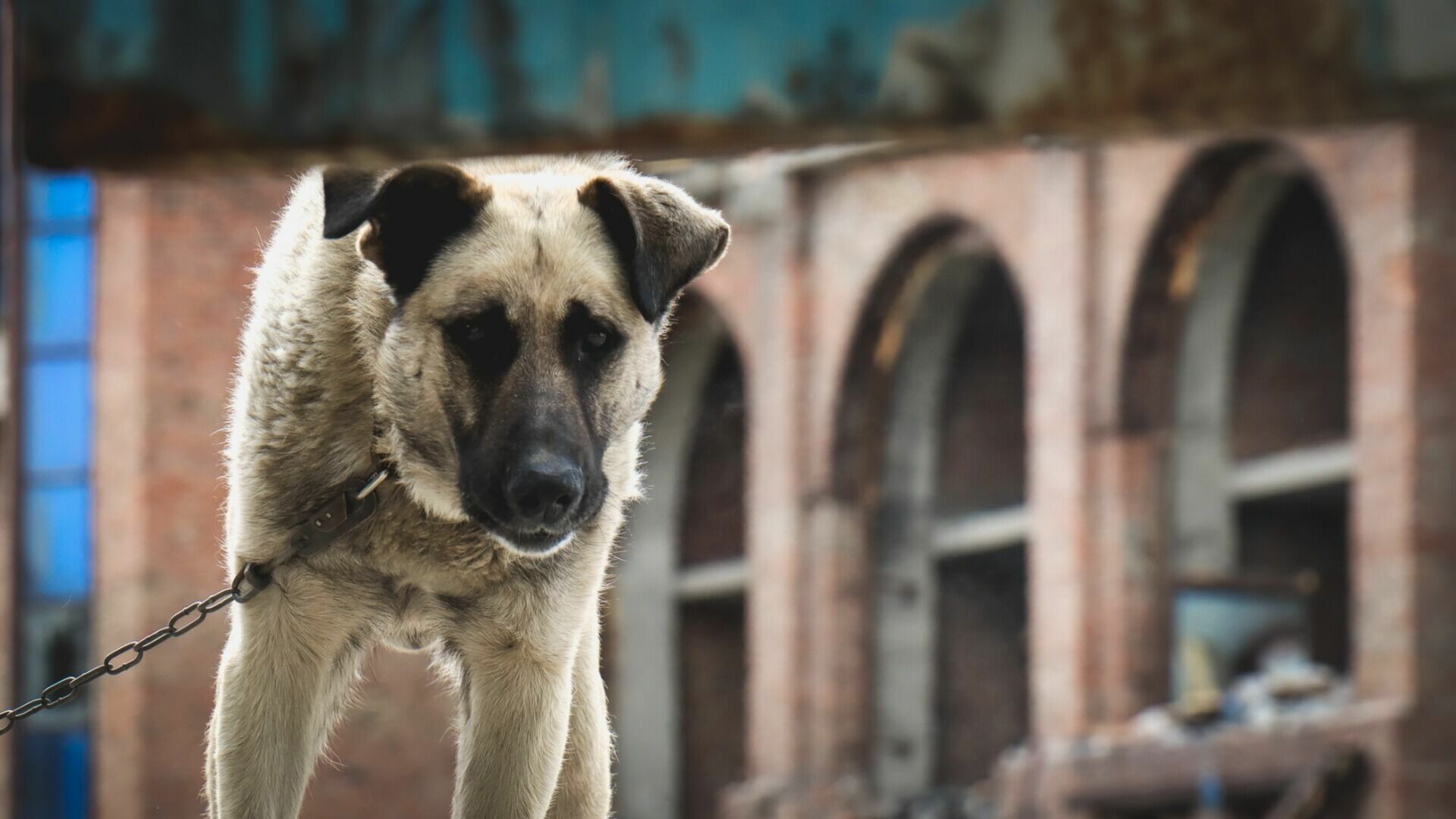 Жители нижегородского СНТ живут в страхе из-за стаи собак
