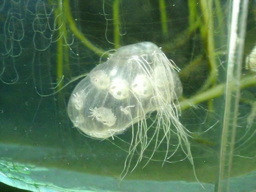 Пресноводная медуза