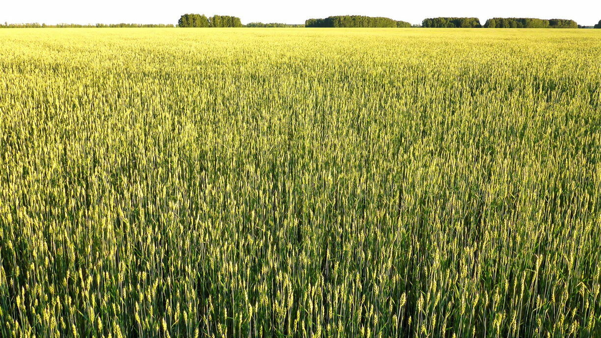 Нижегородскую компанию привлекли к ответственности за зерна с ГМО