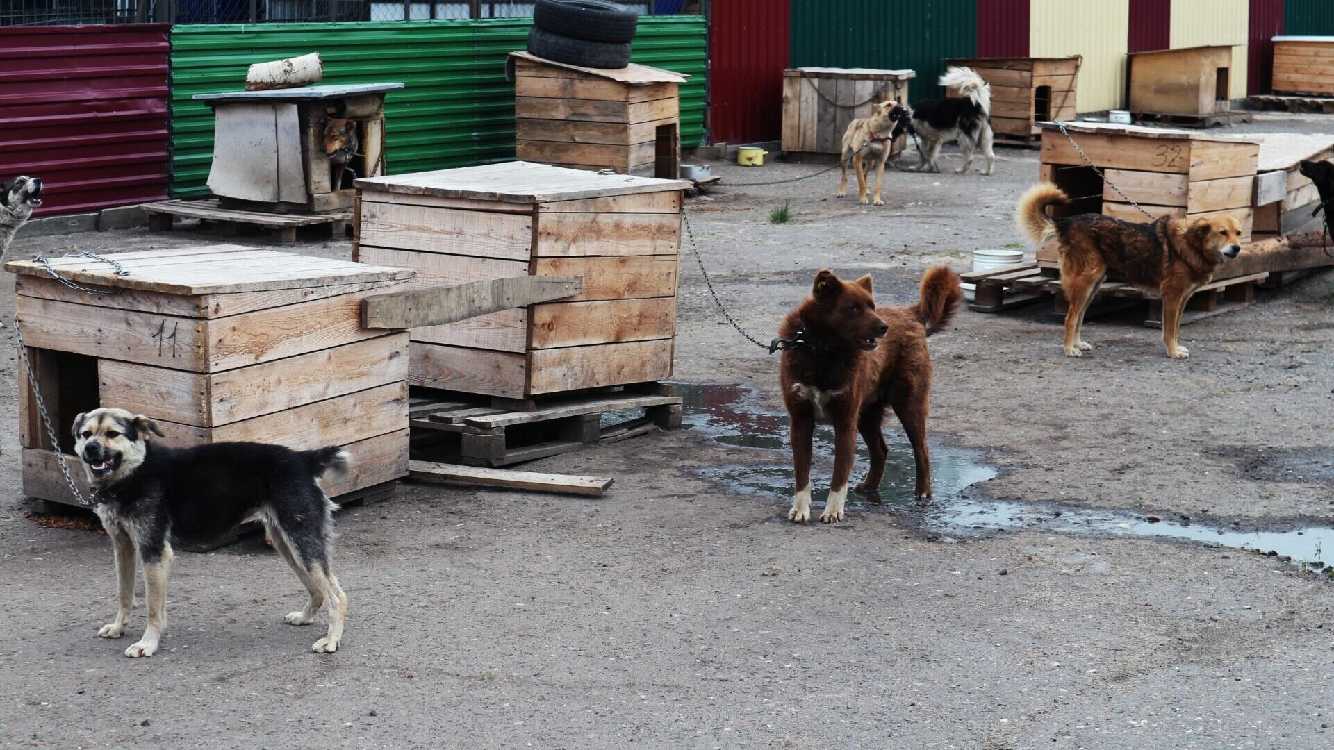 Опасный приют для собак появился во дворе в Нижнем Новгороде