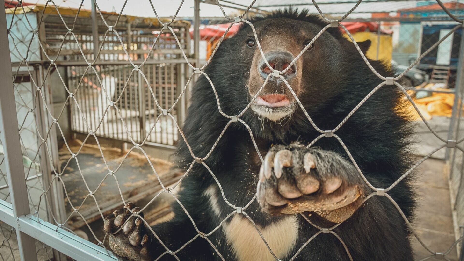 Два зоопарка работали без лицензии в Нижегородской области
