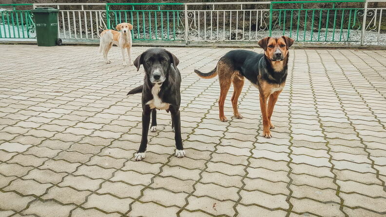 Обязательную регистрацию собак предлагается ввести в Нижегородской области