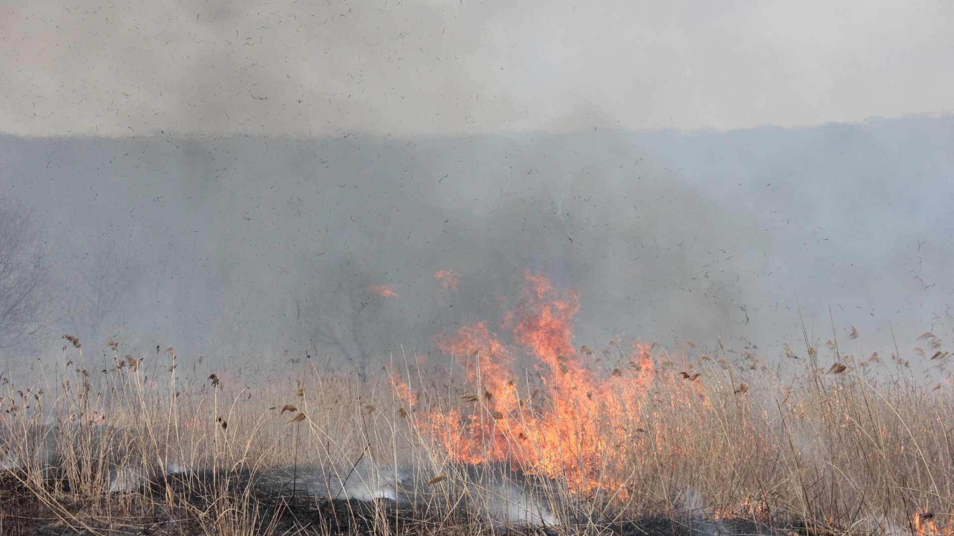 Высокая пожароопасность нижегородских лесов сохранится до 18 августа