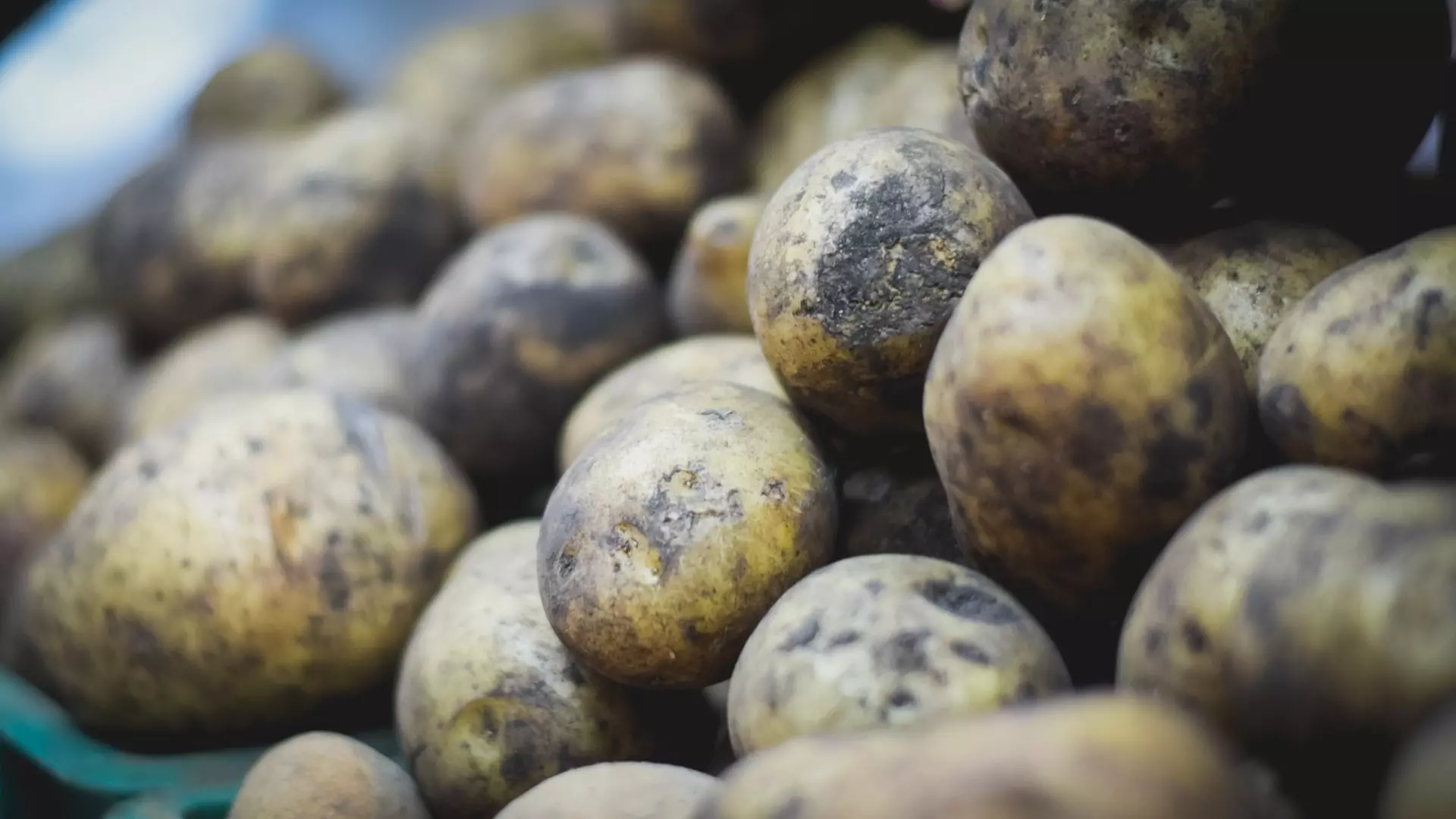 Как защитить картофель от проволочника