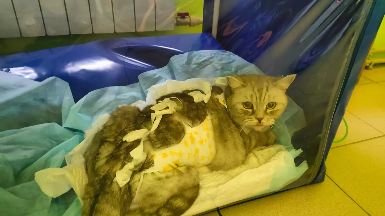 Нижегородские ветеринары спасли кошку, которая съела ластик