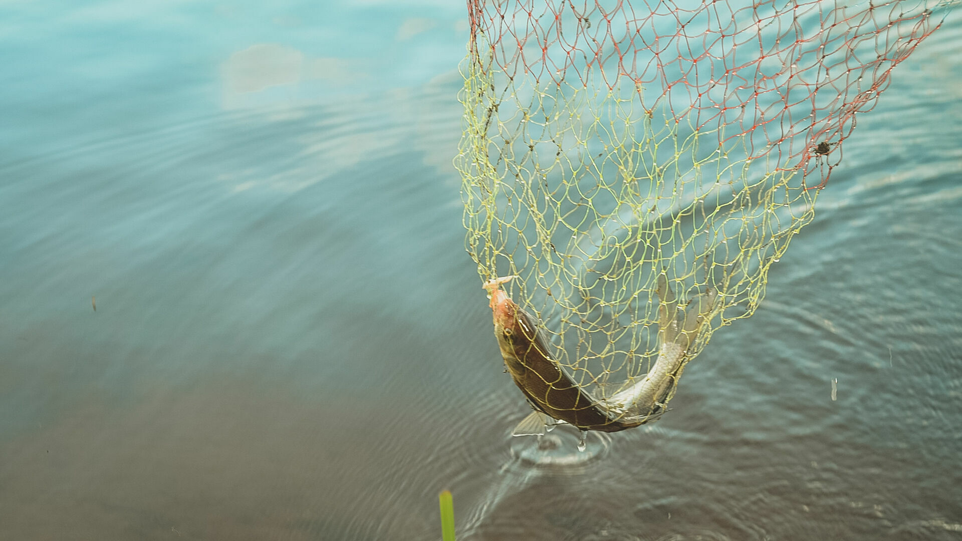 Рыба гибнет — Росрыболовство не замечает: так проходит нерест в Нижегородской области