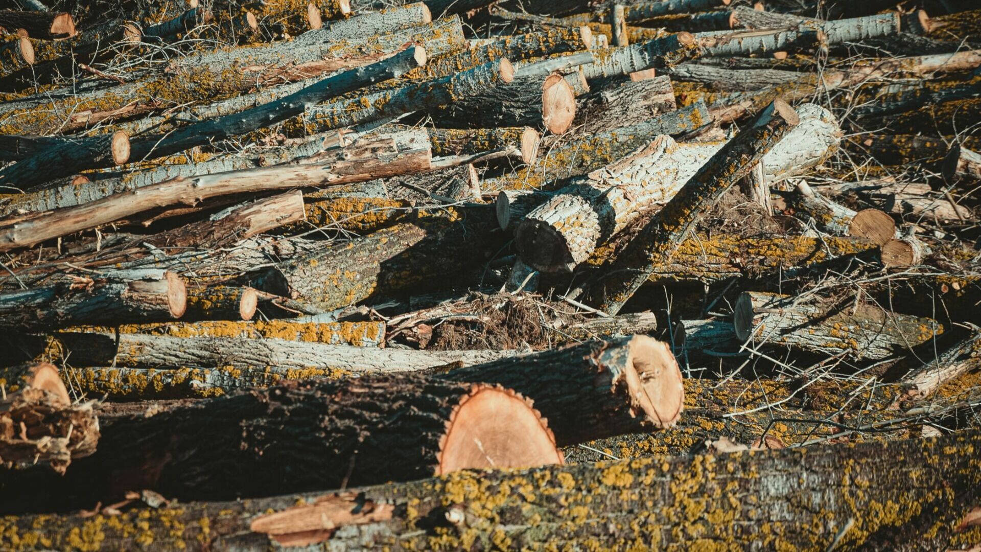 Незаконную рубку леса пресекли в Нижегородской области