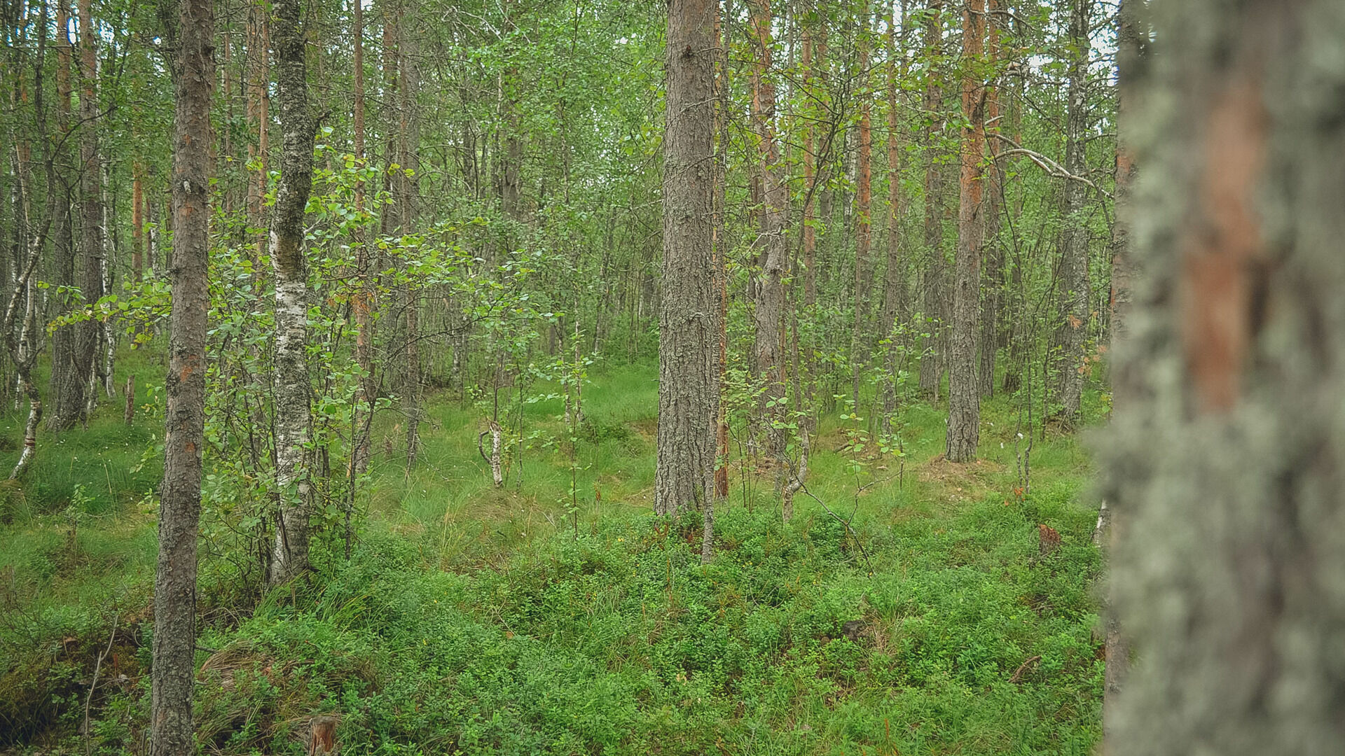 Посещение лесов запрещено в 50 муниципалитетах Нижегородской области
