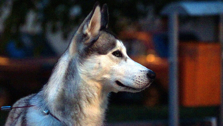 «Кажется, что мы живем в лесу»: стая собак держит в страхе жителей Сортировки