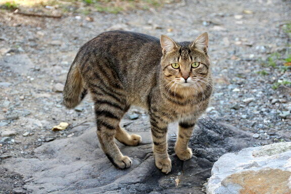 Кошка снова вернулась на нижегородский необитаемый остров