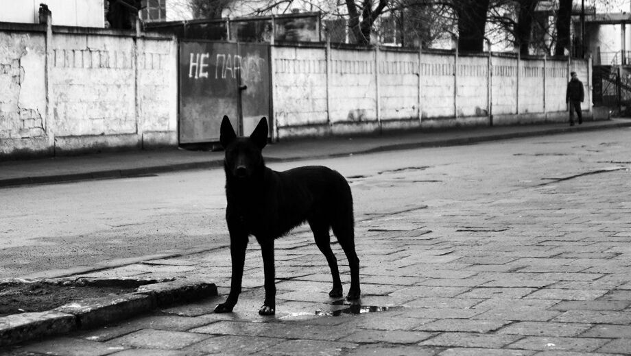 Проверка организована после жуткой гибели собаки в Богородске