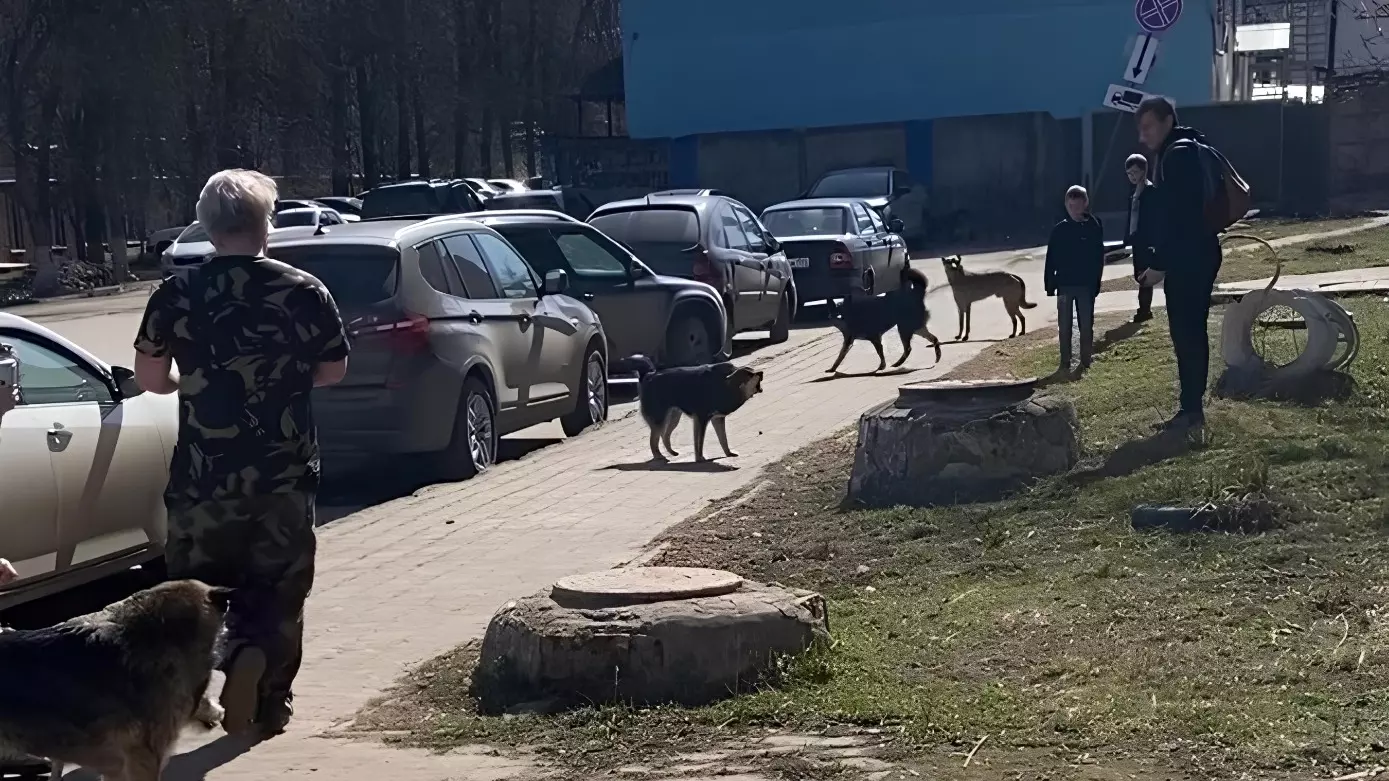 Жители поселка Черепичный жалуются на нападения бездомных собак