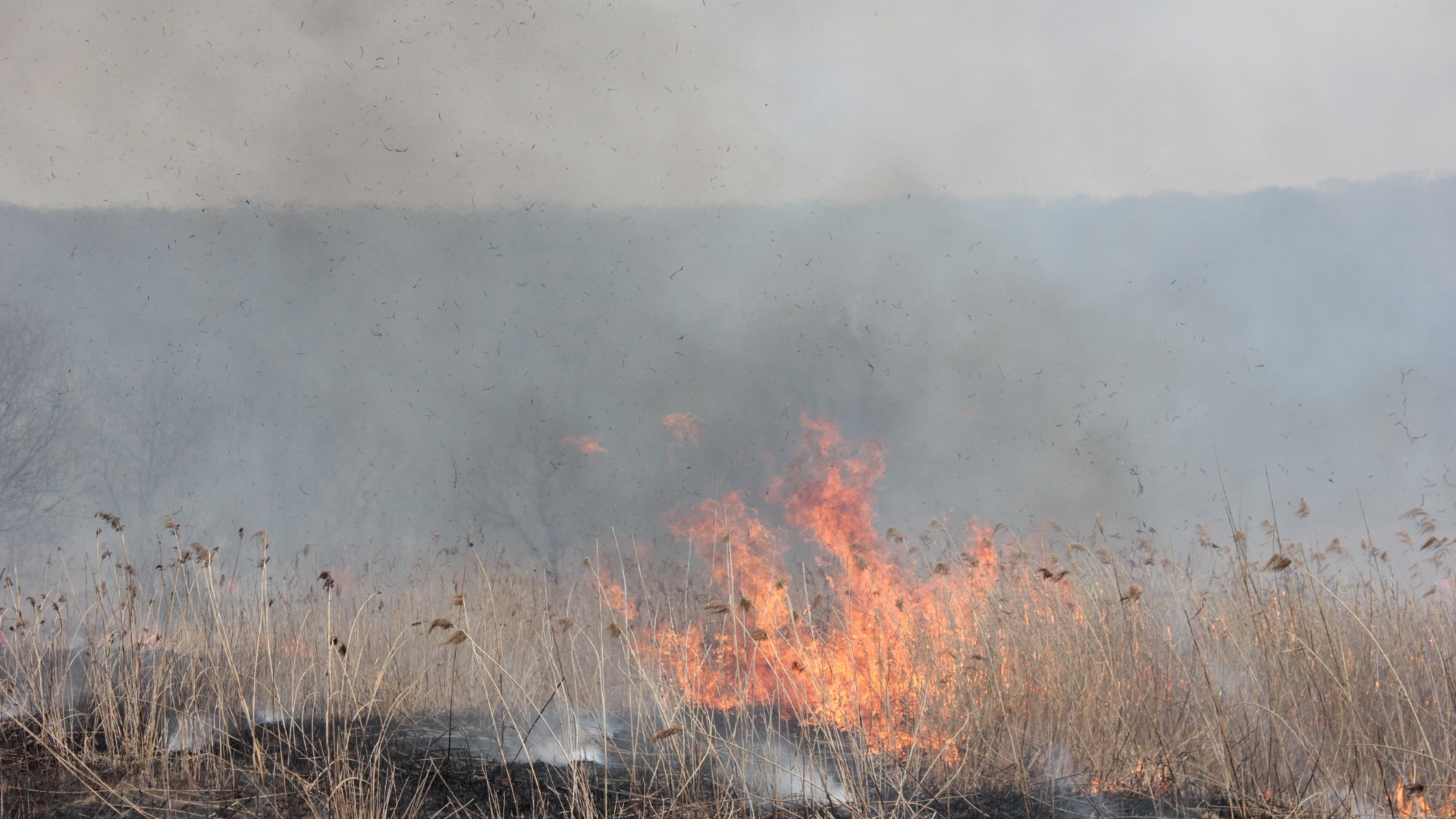Природный пожар вспыхнул в Володарском округе 18 августа