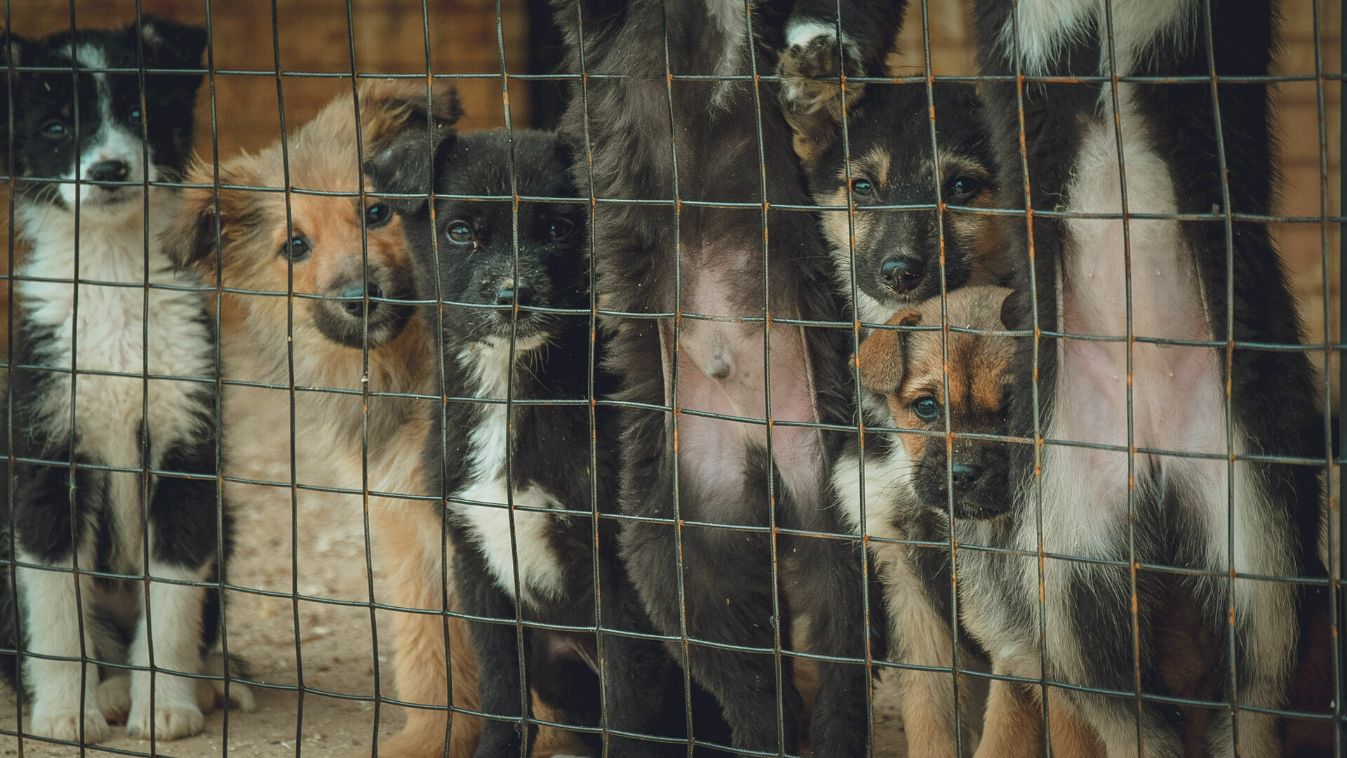 Собак вызволят из «концлагеря» под Арзамасом через суд