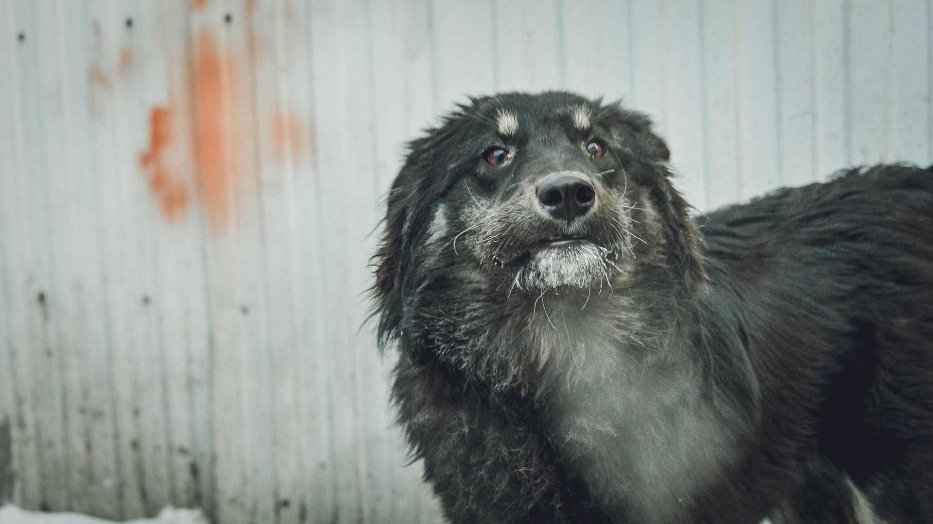 Собаки страдают от жары и голода в запертой квартире в Дзержинске