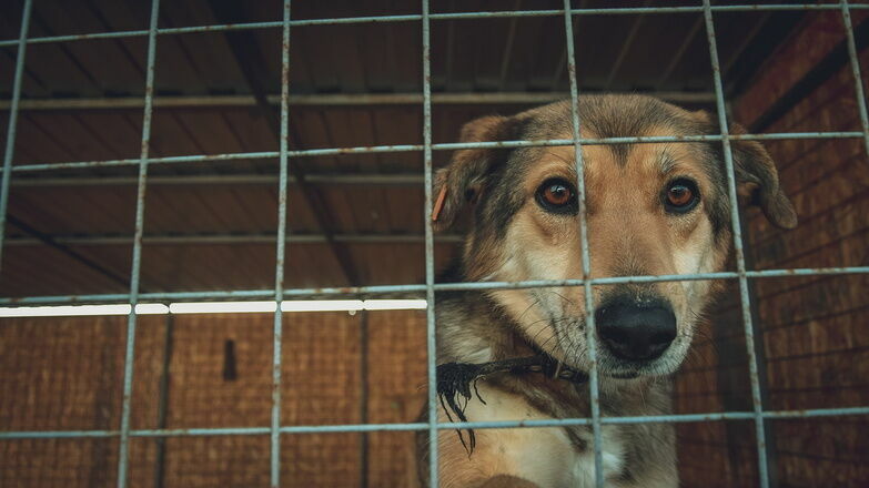 «Концлагерь» для собак проверят после жалоб в Дивеевском районе