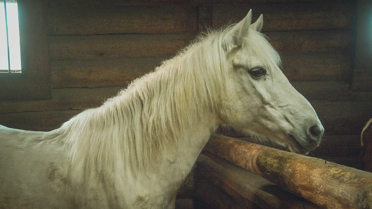 Нижегородская полиция потратит миллионы на лошадей