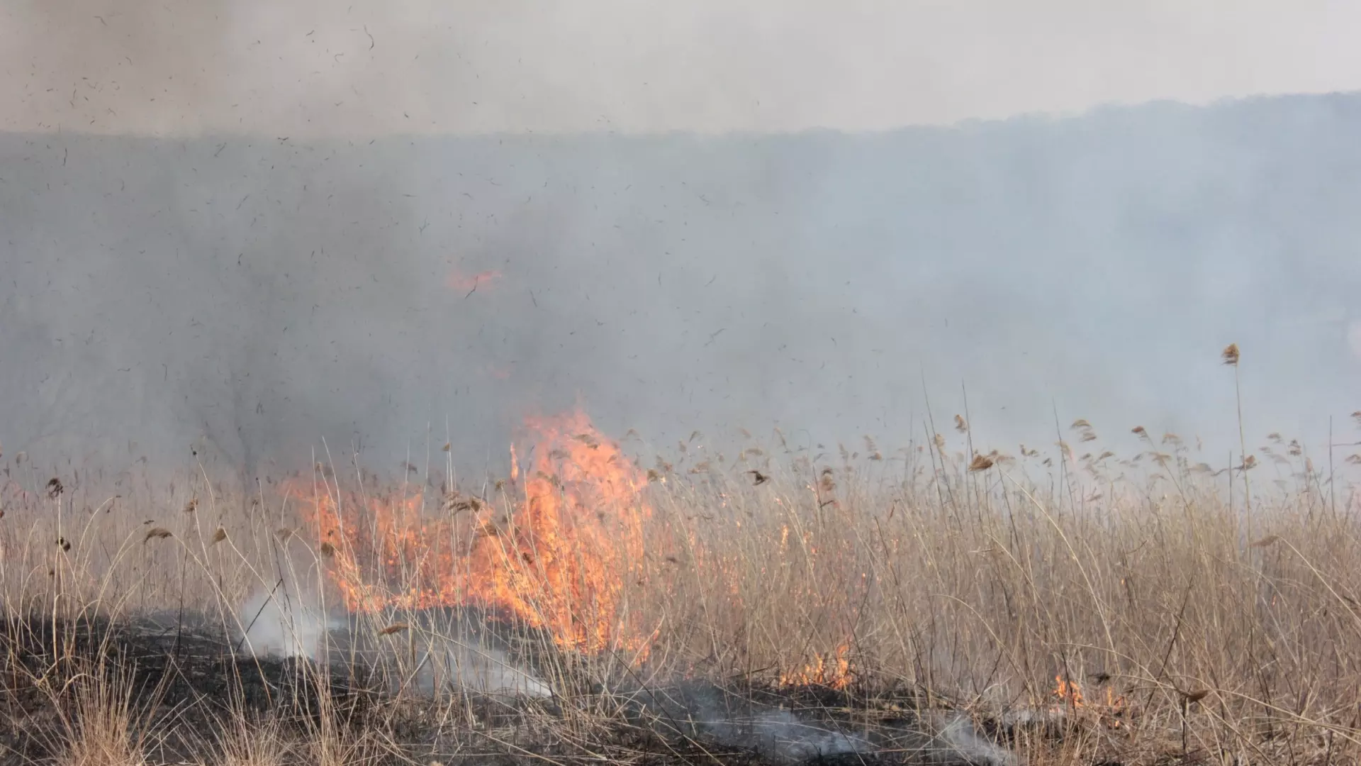 Площадь лесных пожаров составила 7,25 га в Нижегородской области