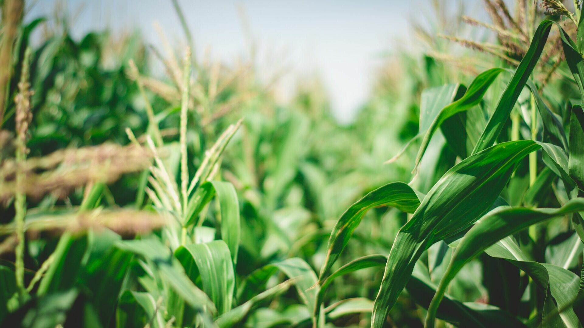 Опасный микотоксин выявили в кукурузе в Нижегородской области