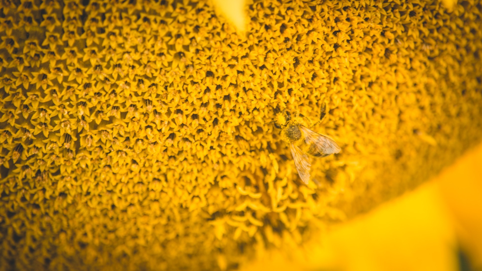 Возбудителя нозематоза нашли у пчел в агрокомбинате «Горьковский»