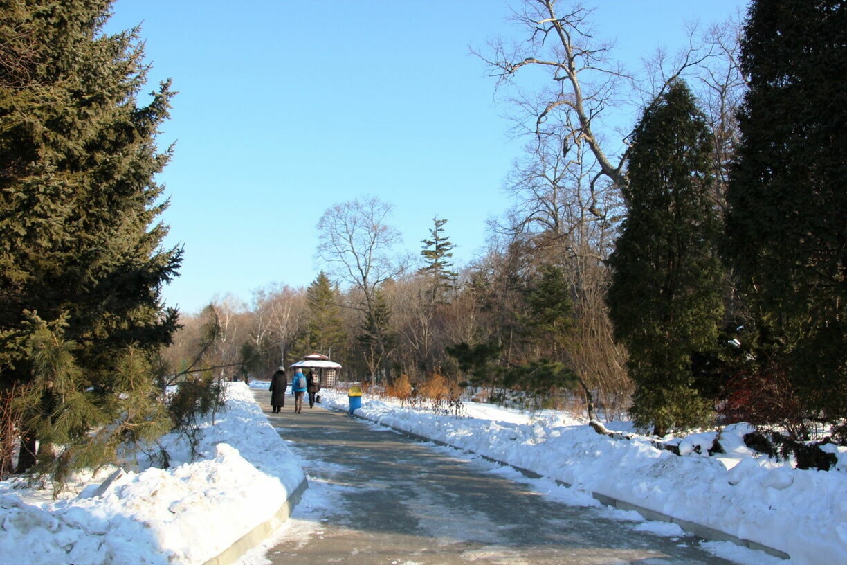 Парк зимой на Бору