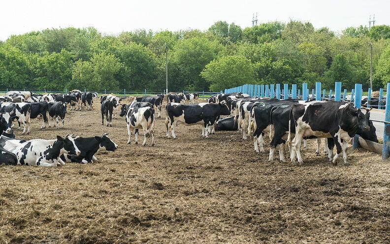 Нижегородским аграриям выделят средства на борьбу с лейкозом скота