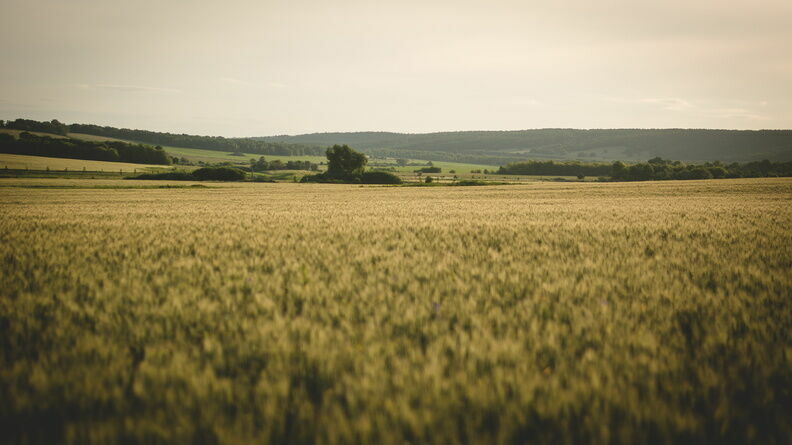 В Нижегородской области уменьшились валовый сбор пшеницы и поголовье скота