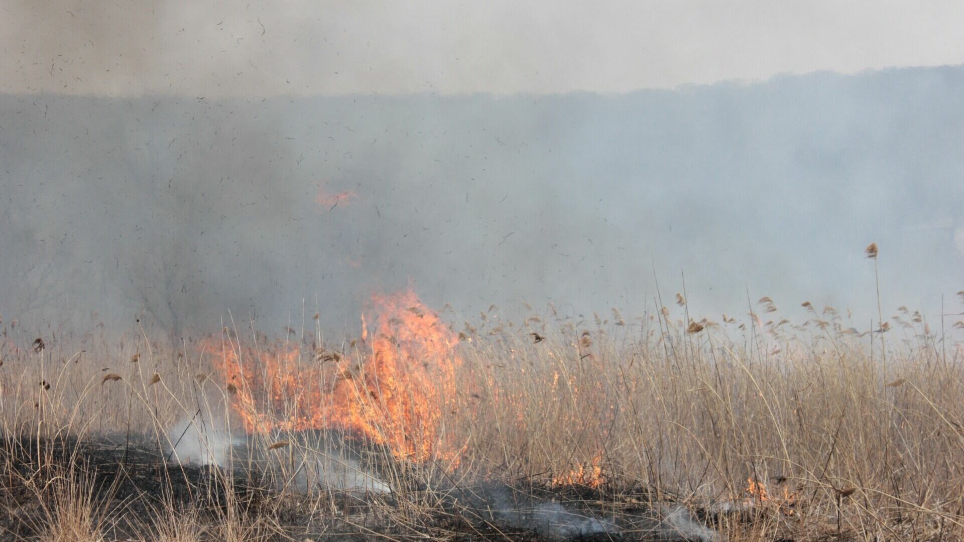 Трава загорелась у Мещерского озера в Нижнем Новгороде