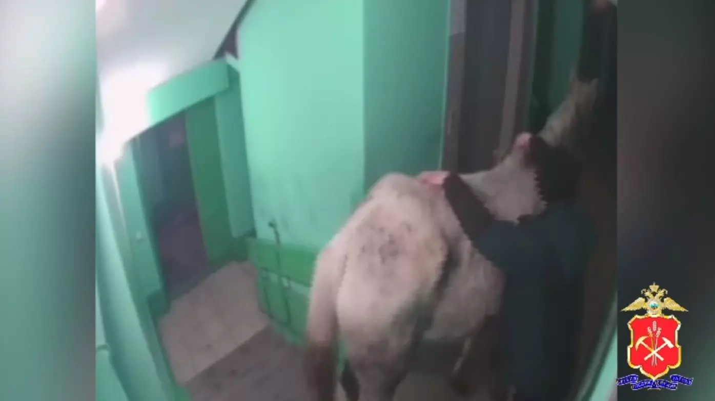 В Кемеровской области суд арестовал «принца на белом коне»