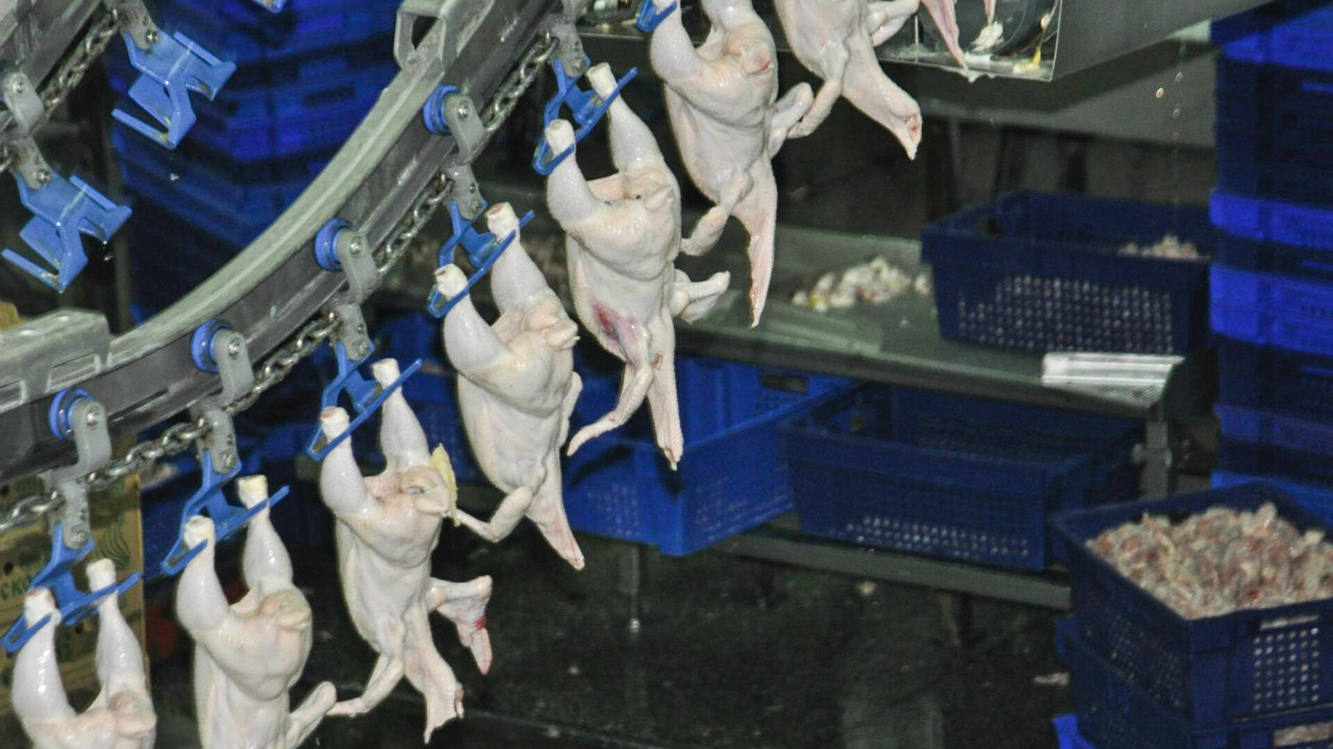 Павловская птицефабрика игнорировала температурный режим при фасовке мяса