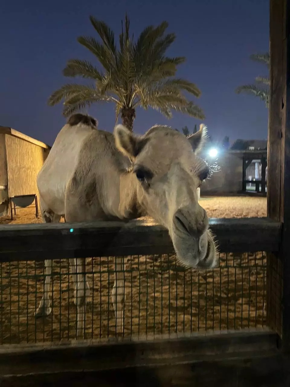 Зоопарк в Абу-Даби 