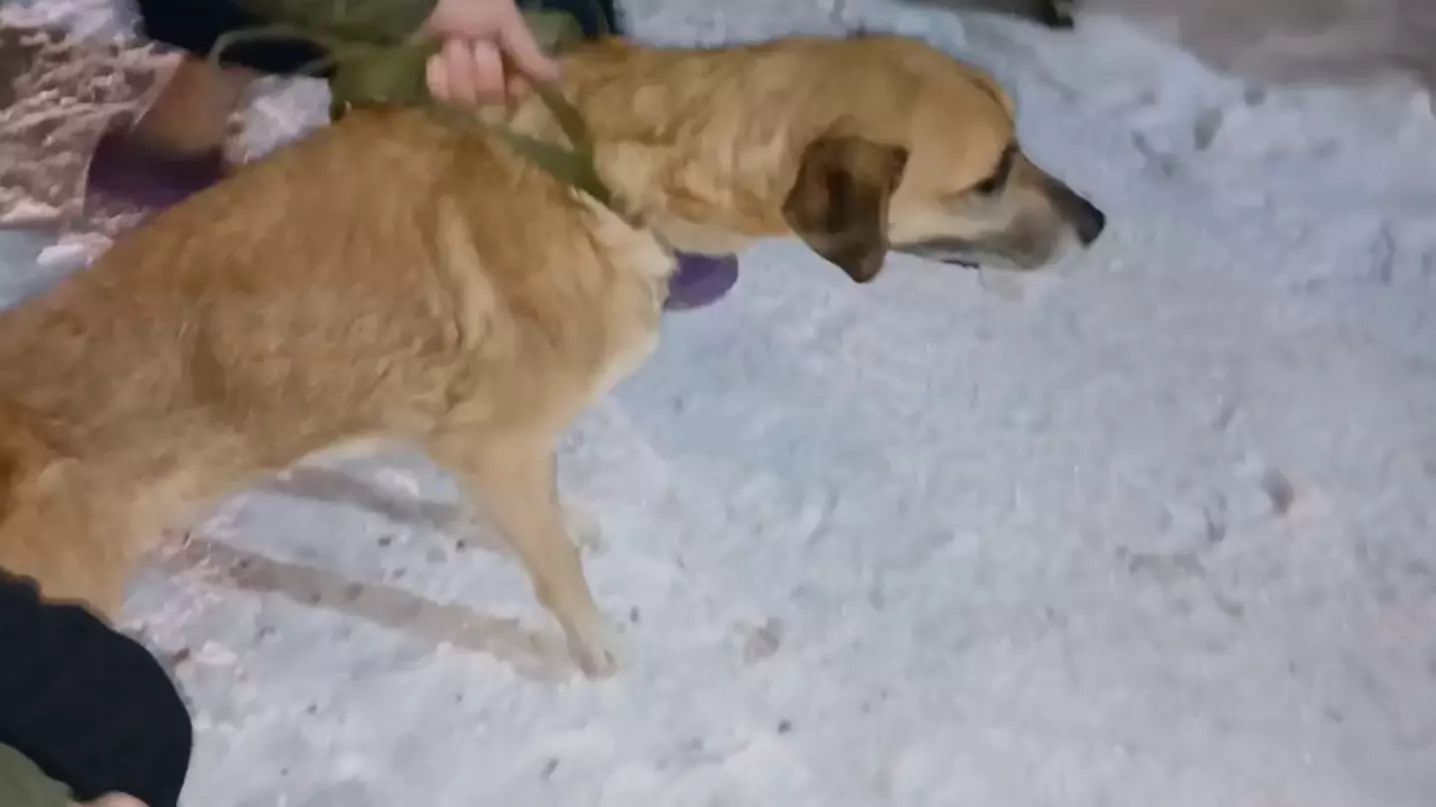Собаку спасли из «концлагеря» для животных