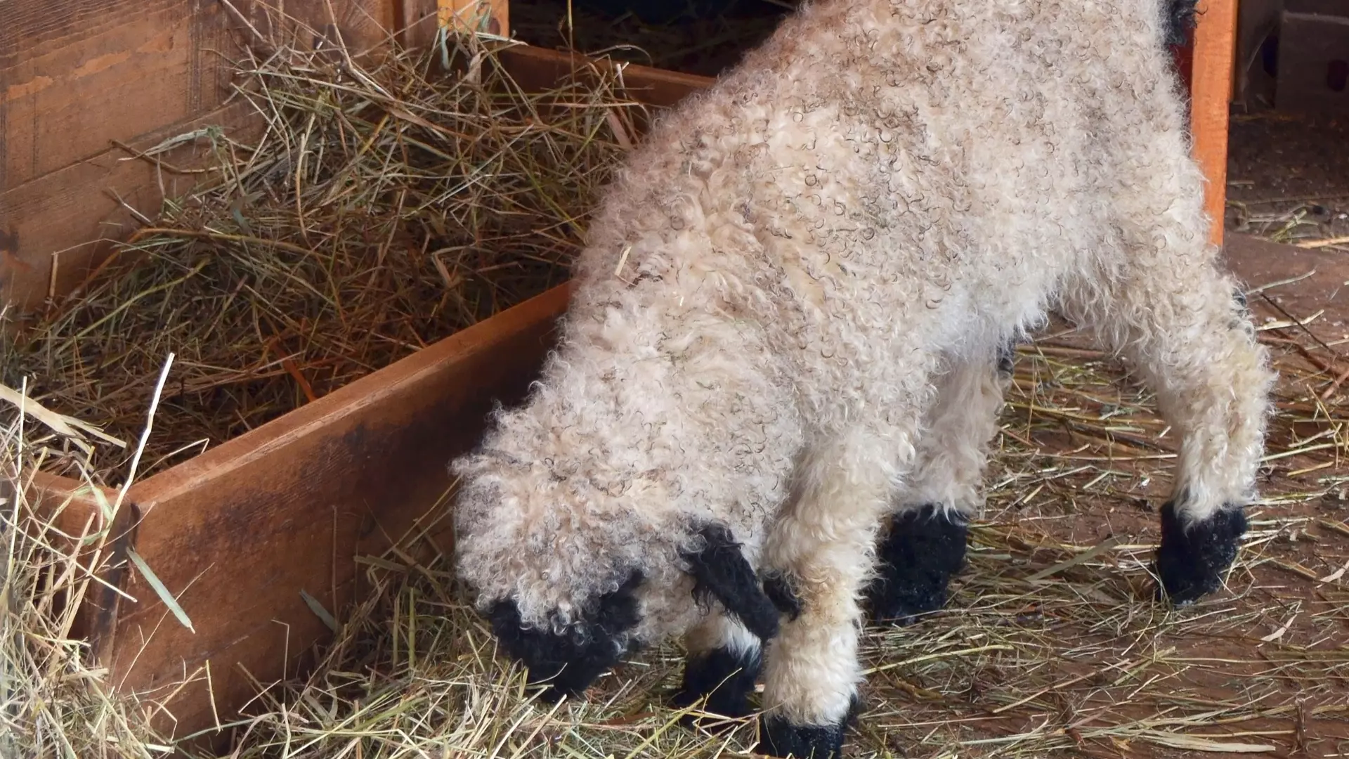 Валлийская овечка родилась в нижегородском зоопарке «Лимпопо»
