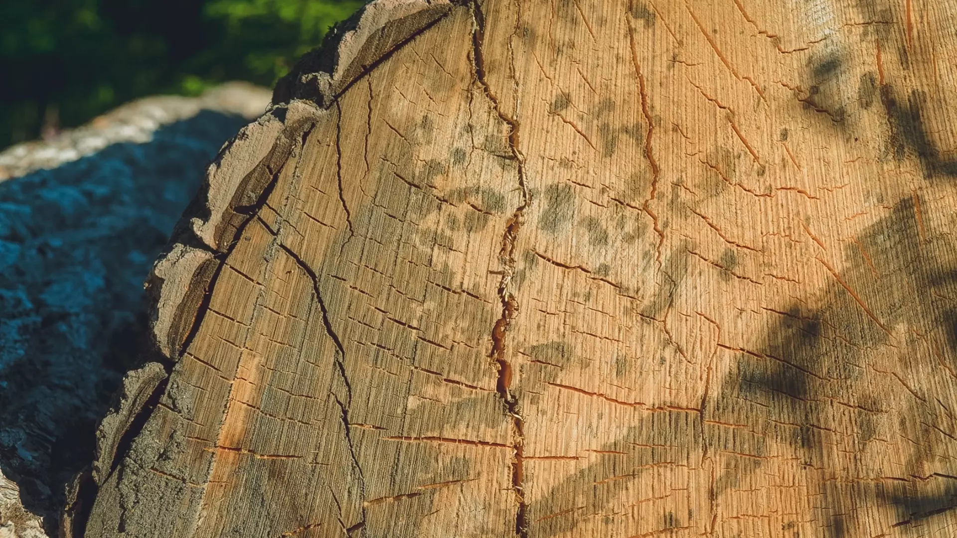 Вырубку деревьев в Щербинках признали незаконной