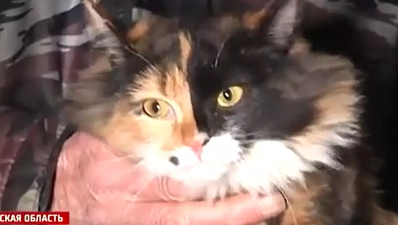 Кошка по кличке Страшила спасла нижегородцев от удушения угарным газом