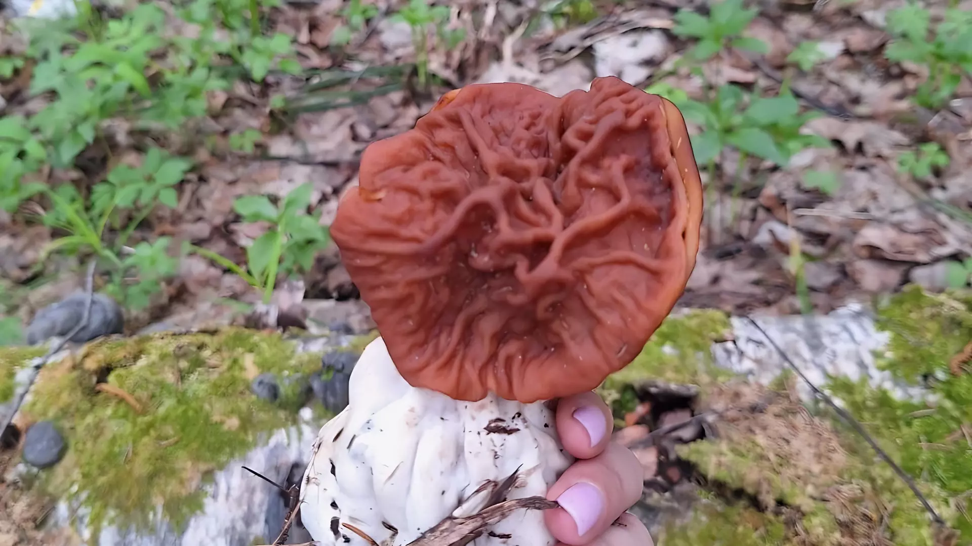Редкий гриб нашла нижегородка в Зеленом городе