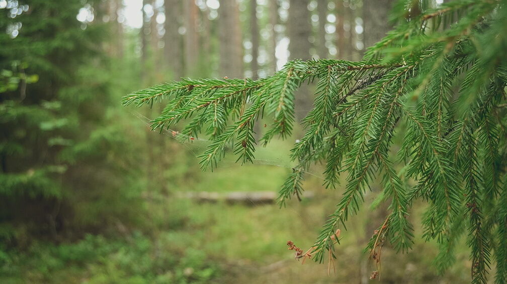 Более 4 тысяч га леса посадили волонтеры Волго-Вятского банка Сбербанка весной