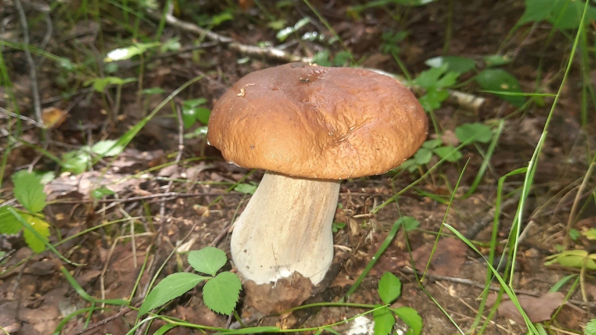 Сезон грибов продолжается в Нижегородской области