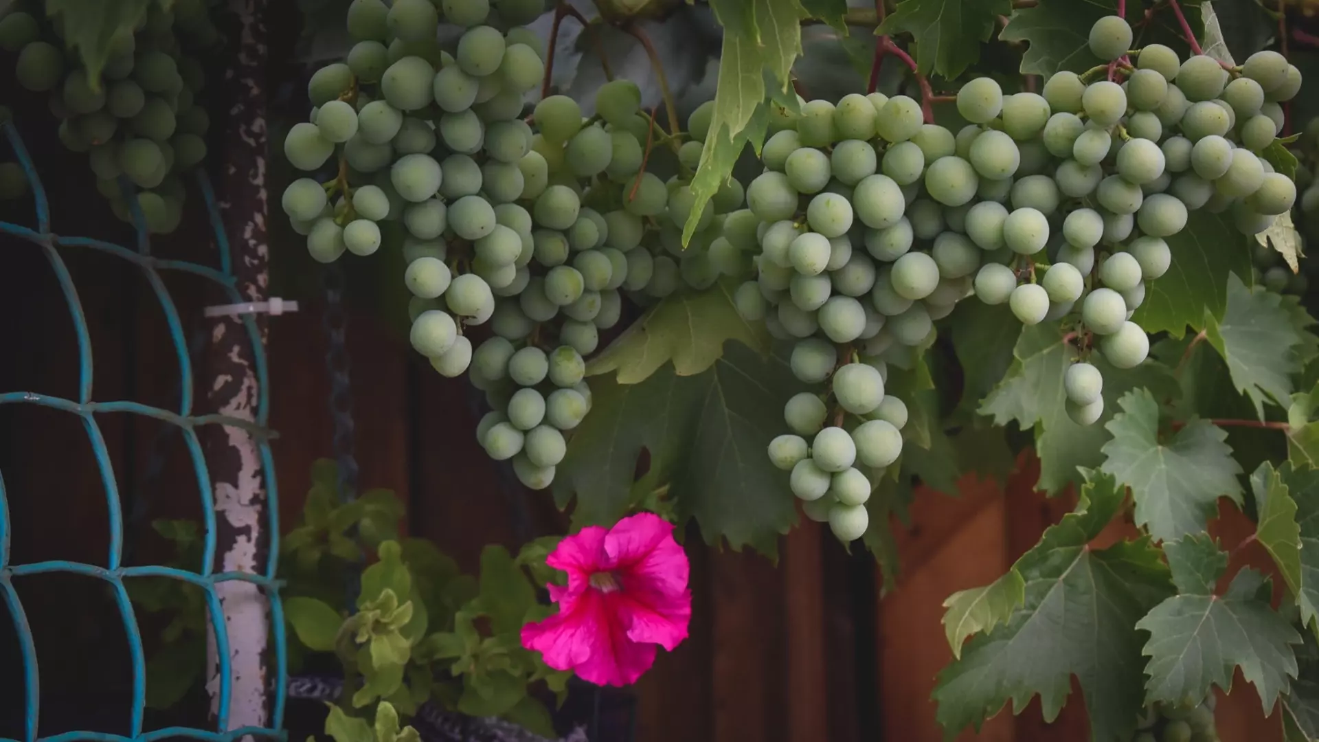 Какие культуры можно сажать рядом с виноградом
