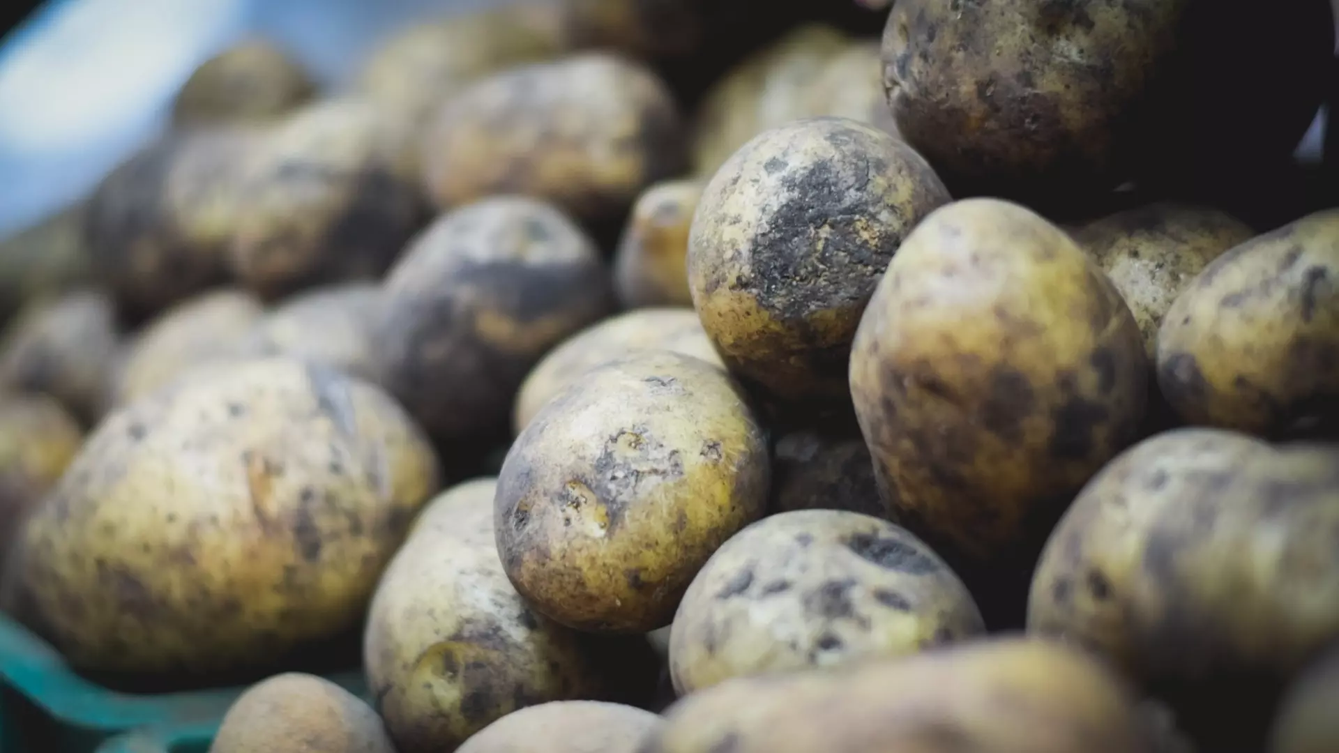 Зараженный картофель нашли в Нижегородской области 