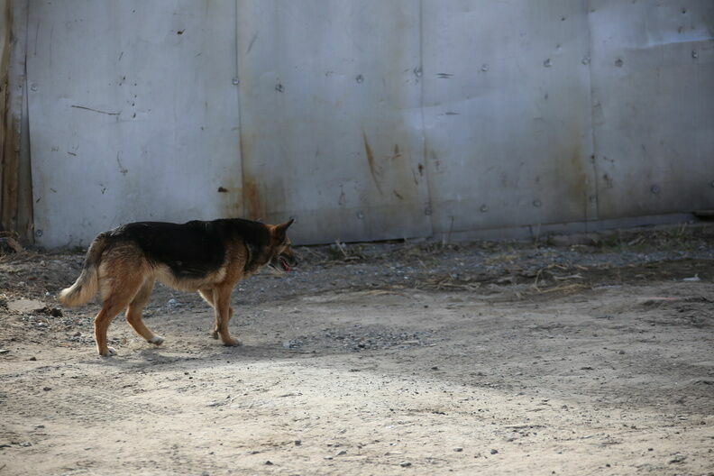Стая бродячих собак напала на женщину с ребенком в Семенове
