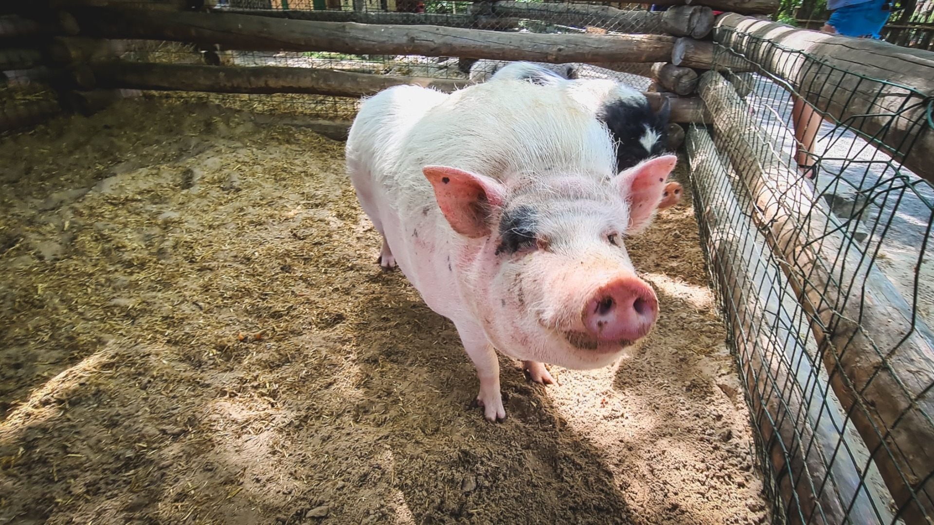 Нижегородцам выплатили более 900 тысяч рублей за убитых свиней